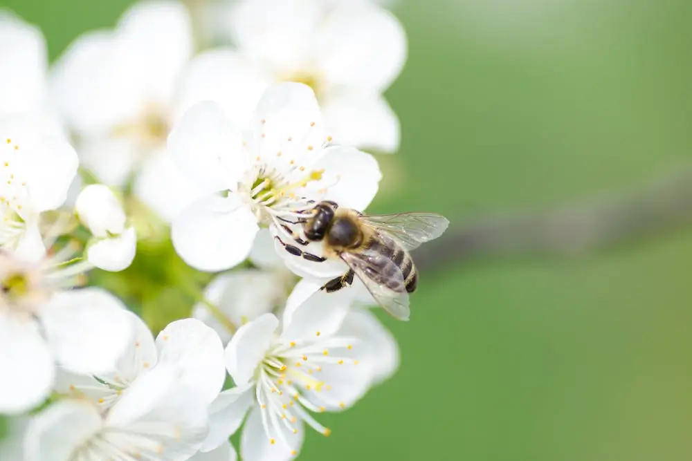 bee pollen