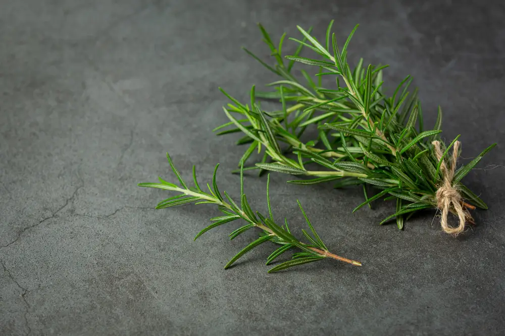 Rosemary-also-known-as-Rosmarinus-officinalis-or-wild-rosemary